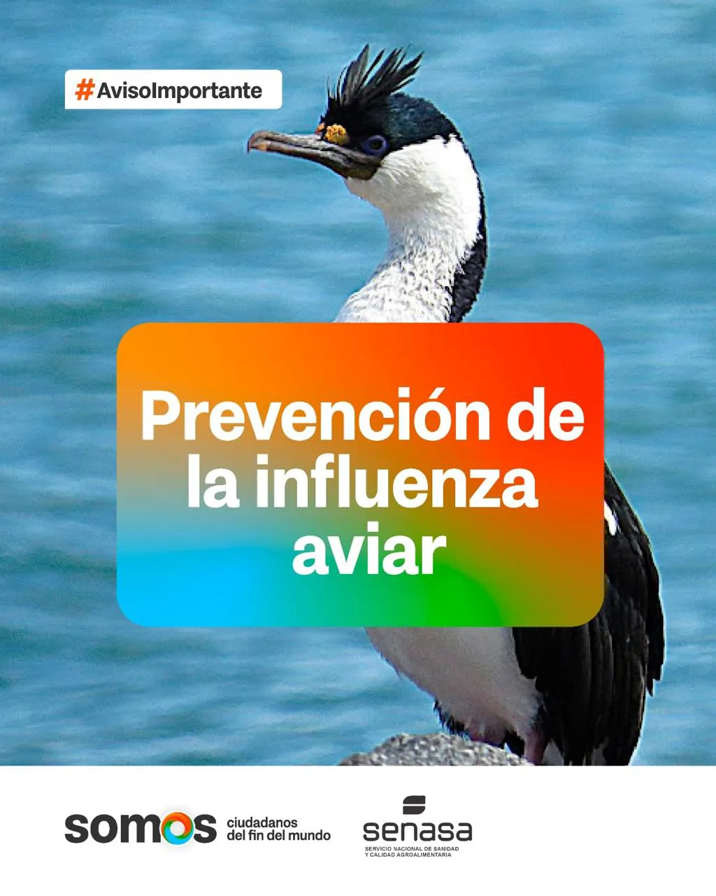 photo_5064333064590699839_y